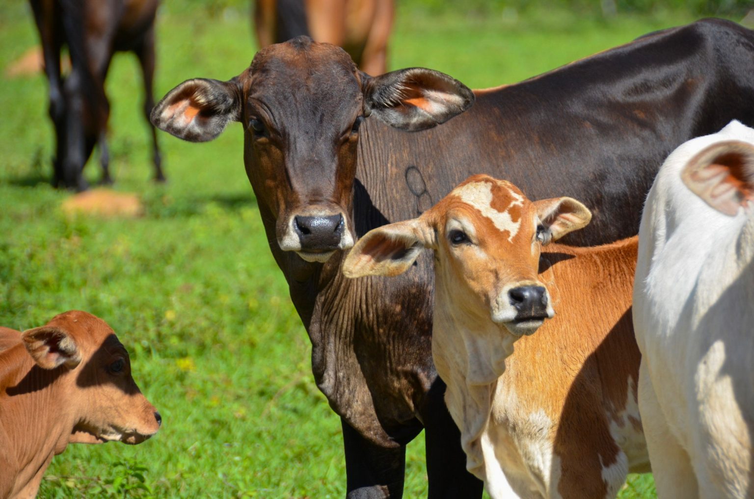 CV VC adds Finka Token to their portfolio