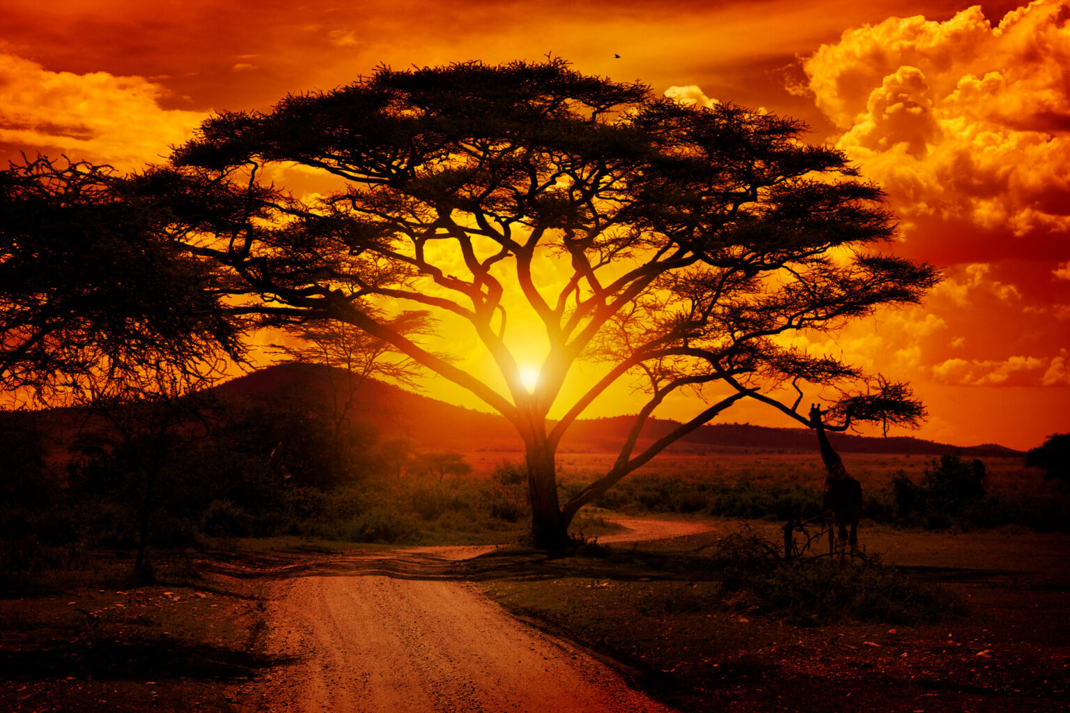 CBDC adoption in Africa: do risks and high costs outweigh the benefits? CBDC adoption in Africa: do risks and high costs outweigh the benefits?