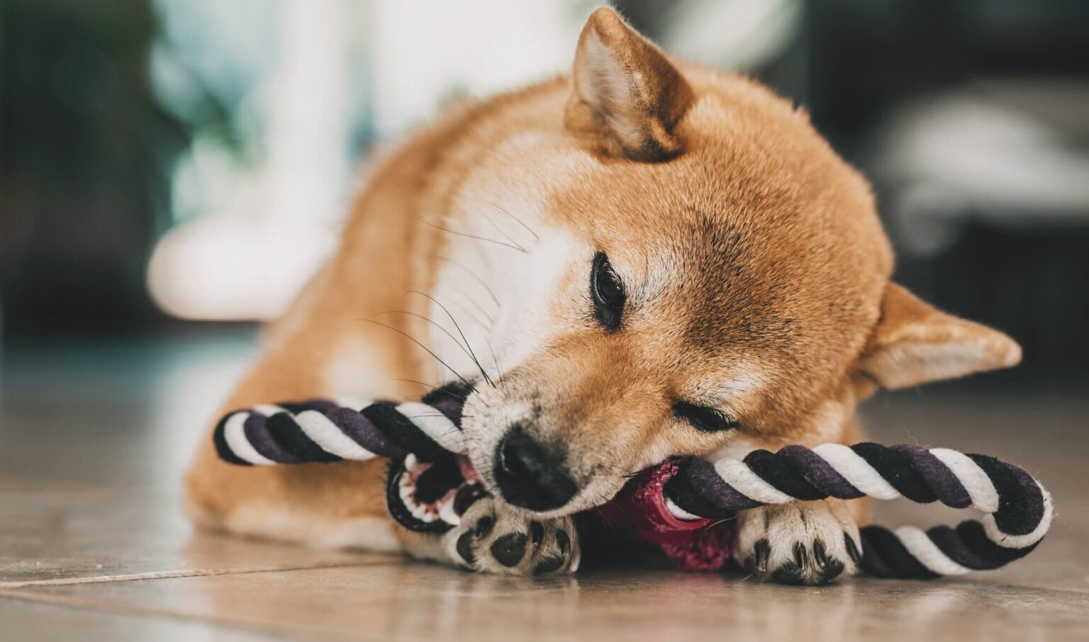 Meme coins emerge as competitors to established popular narratives Meme coins emerge as competitors to established popular narratives