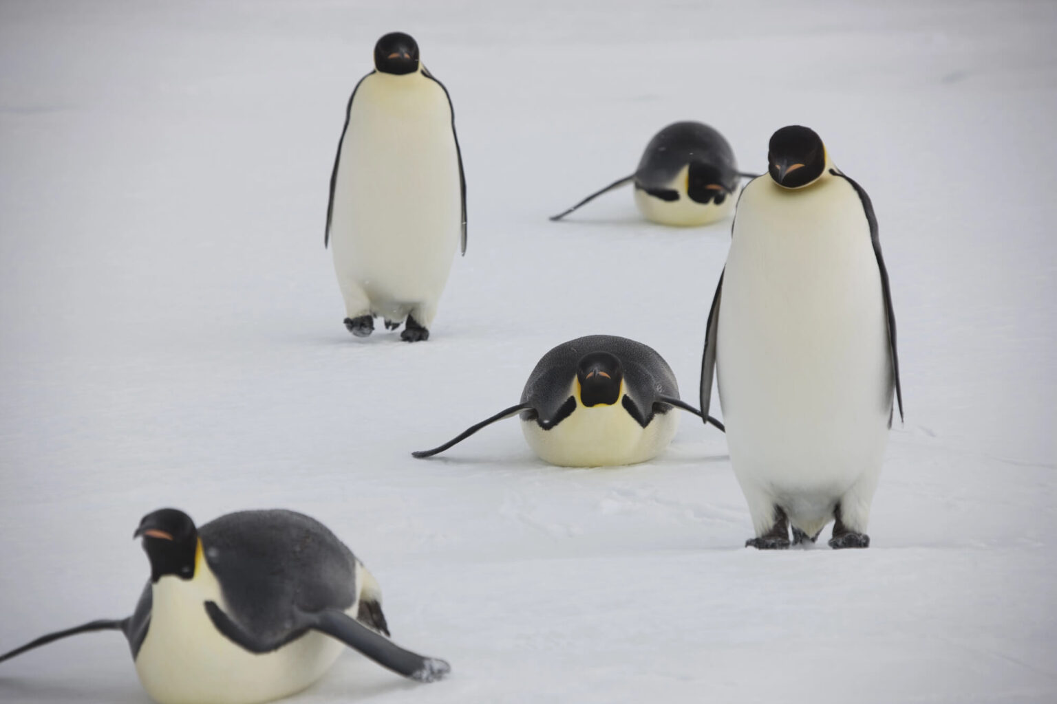 Pudgy Penguins shuts down Ethereum layer 2 Abstract Igloo, the parent company of Pudgy Penguins, will shut down Abstract in December and forgo a token after losing tens of millions.