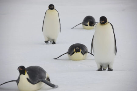 Pudgy Penguins shuts down Ethereum layer 2 Abstract Igloo, the parent company of Pudgy Penguins, will shut down Abstract in December and forgo a token after losing tens of millions.